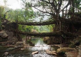 Double Decker Living Root bridge